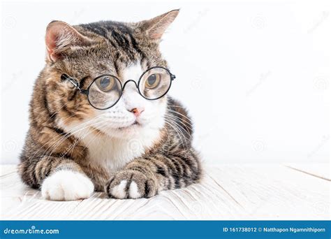 Cute cat with glasses stock photo. Image of read, pretty - 161738012