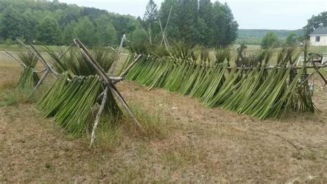 Connecting to Indigenous ancestors by preserving bulrush weaving | Interlochen Public Radio