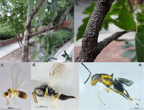 Examples of study organisms. Examples of armored scale insects (A)... | Download Scientific Diagram