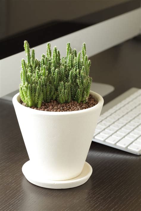 Desk Plant Maintenance - Helpful Tips To Care For Plants In The Office