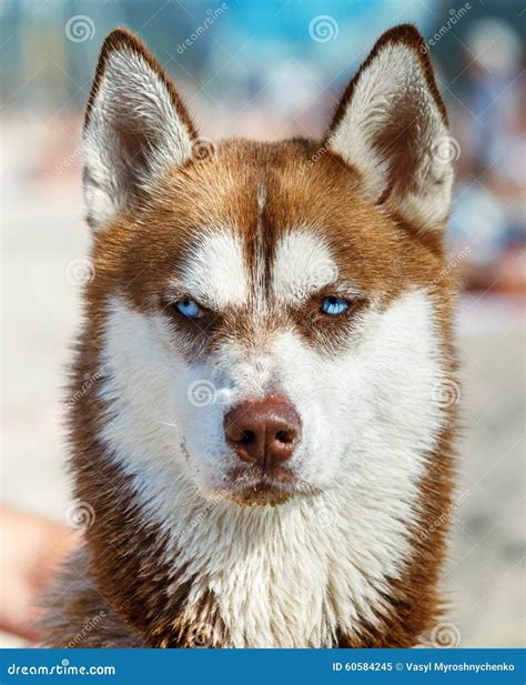 Red And White Siberian Husky With Blue Eyes