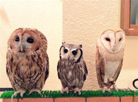 Take A Look Inside One Of Tokyo’s Owl Cafes | Bored Panda