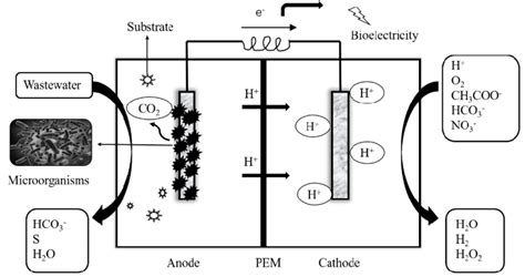 Schematic diagram of a microbial fuel cell. | Download Scientific Diagram