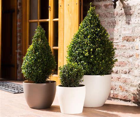 Plantas de exteriores | Plantas de exterior, Plantas, Jardines