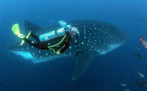 Dive In! Scuba diving on the Galapagos Sky with Ecoventura - Ecoventura