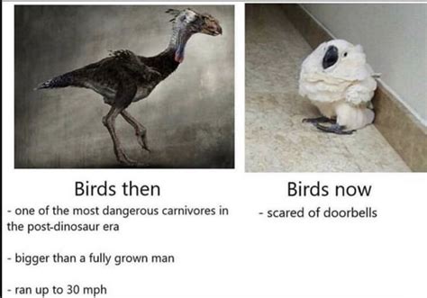 The Best Evolution Memes That Will Make You Believe In Survival Of The Funniest (38 PICS ...