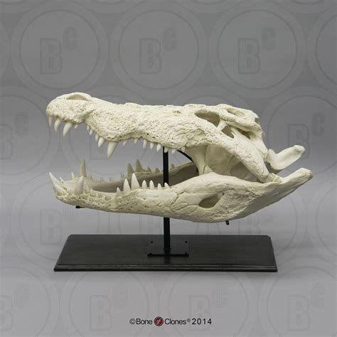 33" Saltwater Crocodile Skull - Bone Clones, Inc. - Osteological ... | Animal skeletons ...