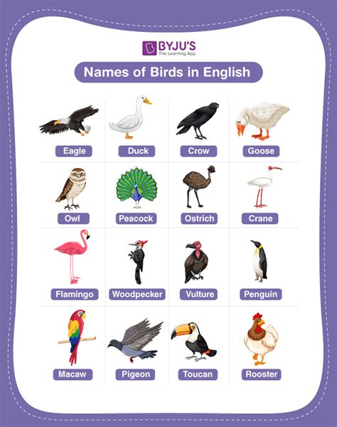 All Birds Pictures With Names In English