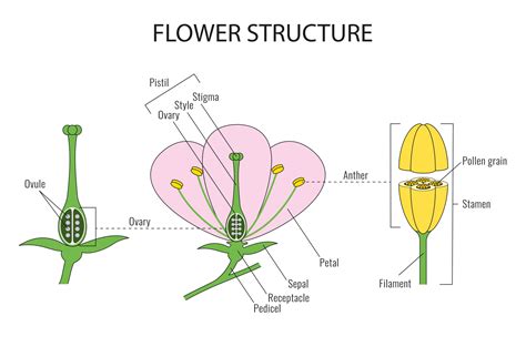 SEPALS ! - Plant Specialists