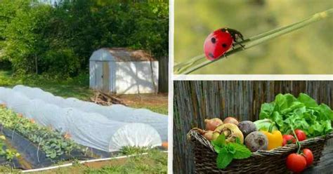 11 Organic Pest Control Methods to Protect Your Garden - Gardening Channel