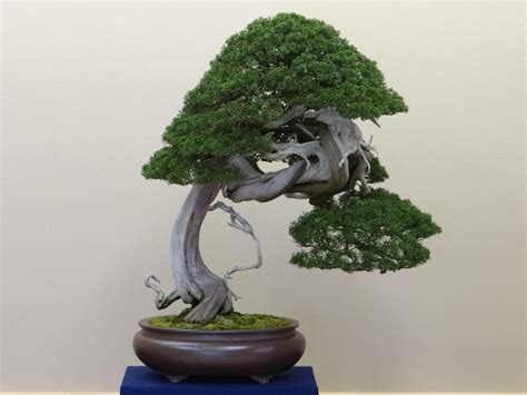 How To Identify Bonsai Trees | Bonsai Tree Gardener