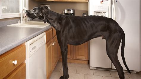 Zeus The Great Dane, World's Tallest Dog, Dies : The Two-Way : NPR