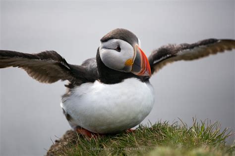 Puffins in Iceland | Guide to Iceland