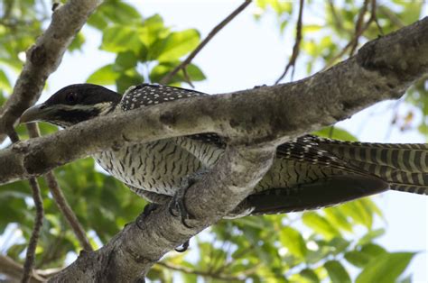 Difference between female and male Koel Bird? | BIRDS in BACKYARDS