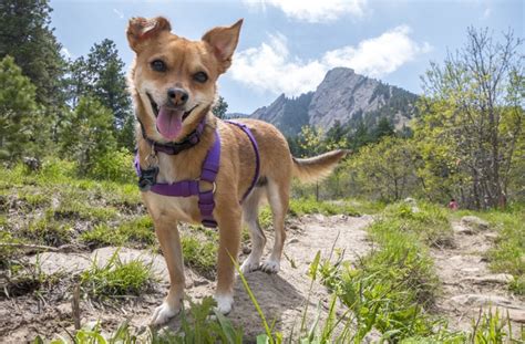 10 Dog-Friendly Hiking Trails | BeChewy