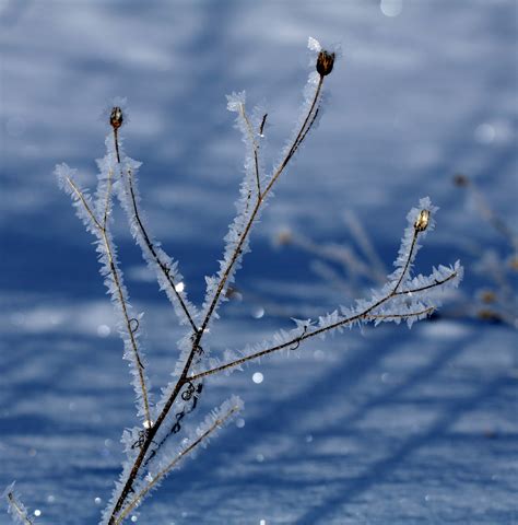 The Retirement Chronicles: Spring Hoarfrost!