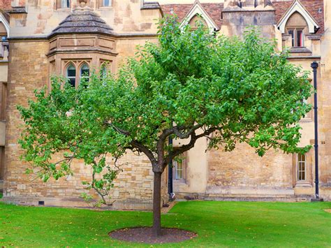 A Relative of One of the Most Famous Trees of All Time Is Hiding in Plain Sight