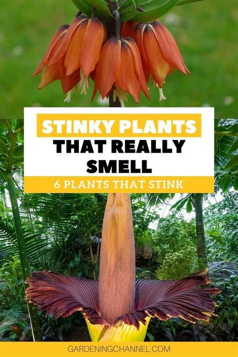 These 6 Stinky Plants Really Smell! - Gardening Channel