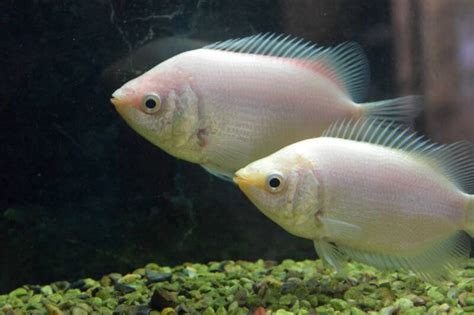 Kissing Gourami • Care Guide (Tank Setup, Mates & Diet)