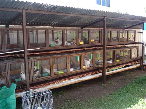 DSC04246.JPG 1,600×1,200 pixels | Rabbit cages outdoor, Rabbit farm, Rabbit cages