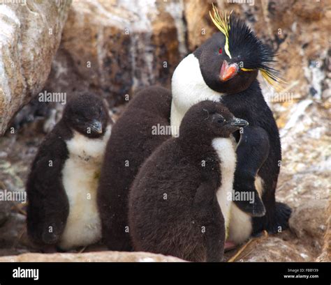 Baby Rockhopper Penguin