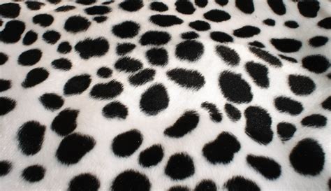 Dalmatian Spots Wallpaper - WallpaperSafari