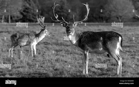 Deer In The Evening Sun - Attingham Park, Shrewsbury Stock Photo - Alamy