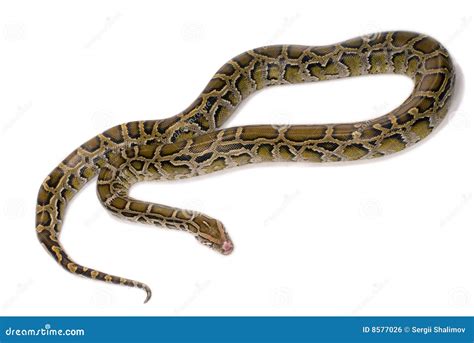 Python Snake Close-up Royalty Free Stock Image - Image: 8577026