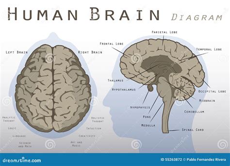 Human Brain Diagram Stock Illustration - Image: 55263872