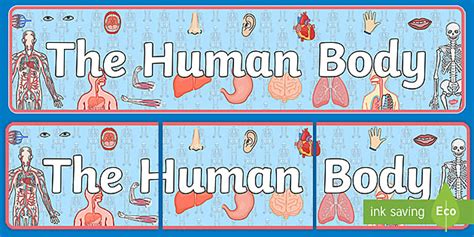 The Human Body Display Banner (Teacher-Made) - Twinkl