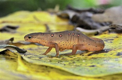 10 Fast Facts About Amphibians