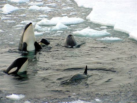 Multimedia Gallery - Killer whales in McMurdo Sound, Antarctica | NSF - National Science Foundation