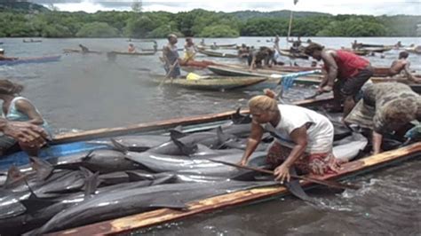 Solomon Islanders on collision course with authorities over dolphin hunting | SBS News