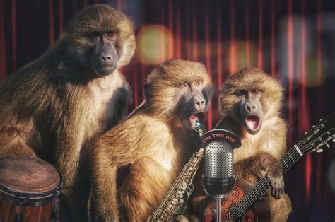 Download Animal Monkey 4k Ultra HD Wallpaper