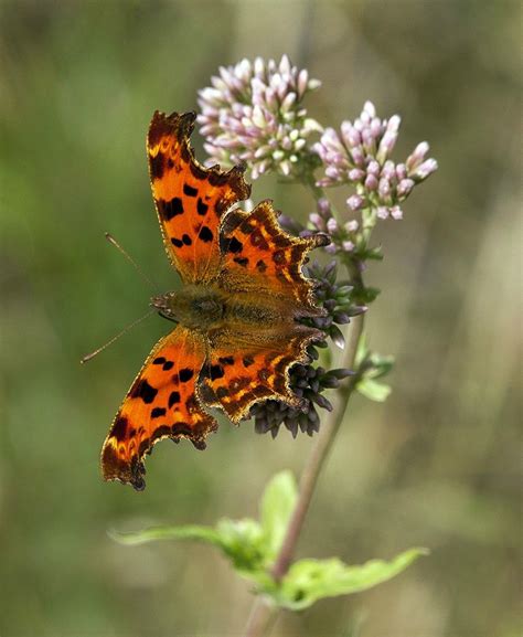 Comma Butterfly by Ian Ward | Nature photography, Butterfly, Beautiful butterflies