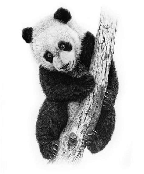 Realistic panda drawing sketch hanging on the tree, Try it now. | Panda drawing, Panda sketch ...