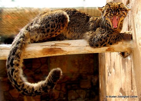 marbled cat (Pardofelis marmorata) - ZooChat