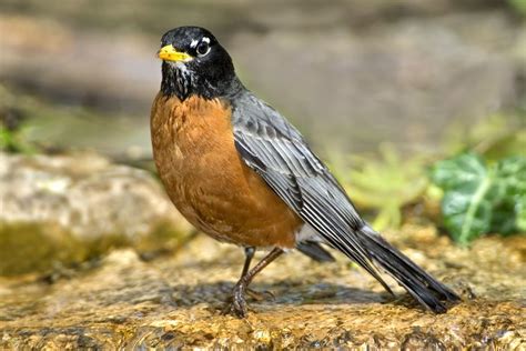 American Robins Migrating 12 Days Earlier Than They Did 25 Years Ago | American robin, Robin ...