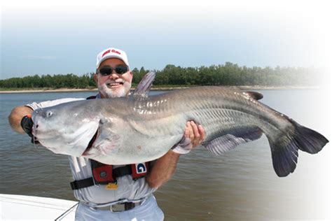 Tips for Catching Monster Catfish Near the Mississippi River - NOVA Projects