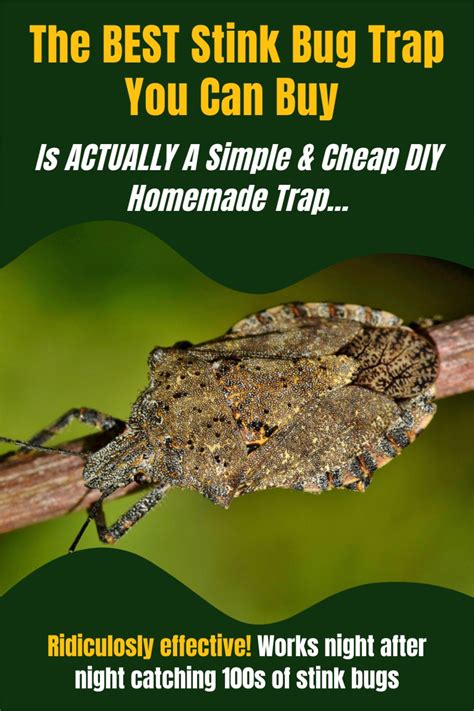 The No 1 BEST Homemade Stink Bug Trap To Make (TESTED!)