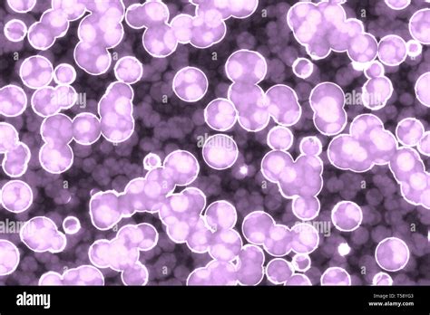 Coccus Bacteria Diagram