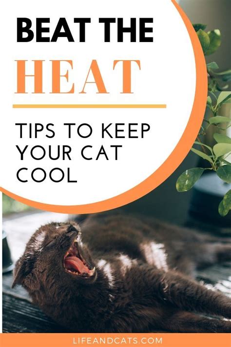 Beat the Heat! Tips to Keep Your Cat Cool | Cat in heat, Cat care, Cat care tips