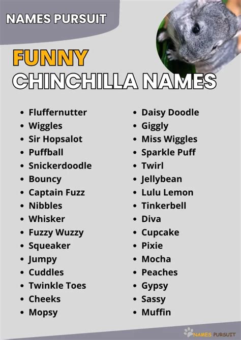 Funny Chinchilla Names [280+ Comical Ideas]