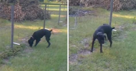 Dog pees on electric fence and is completely filled with regret