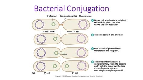 Bacterial Conjugation: steps and mechanism of transfer of plasmid from donor to recipient cell ...