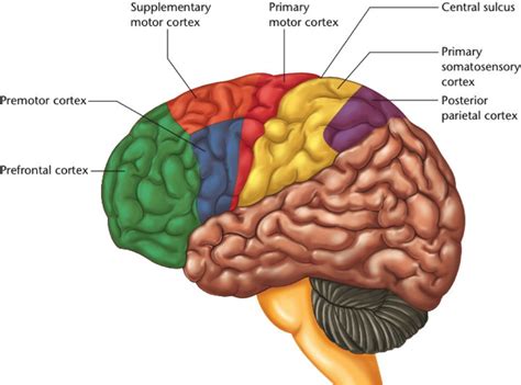 Right Posterior Frontal Lobe