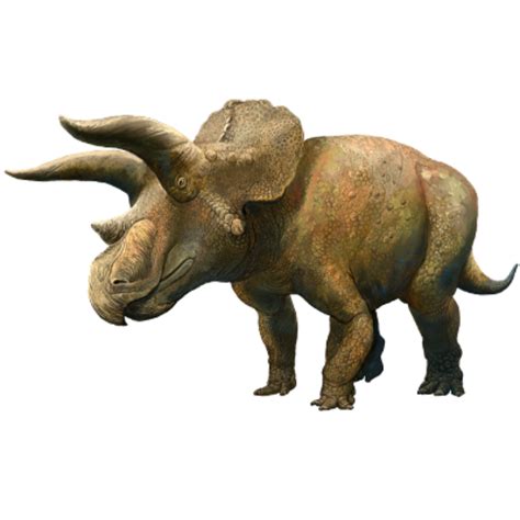 ملف:202007 Triceratops horridus.svg - المعرفة