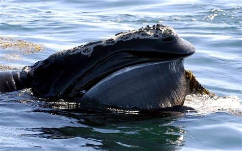 Northern Right Whale – "OCEAN TREASURES" Memorial Library