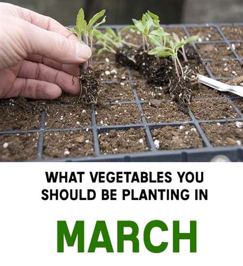 What Vegetables You Should Be Planting In March - Home Garden DIY