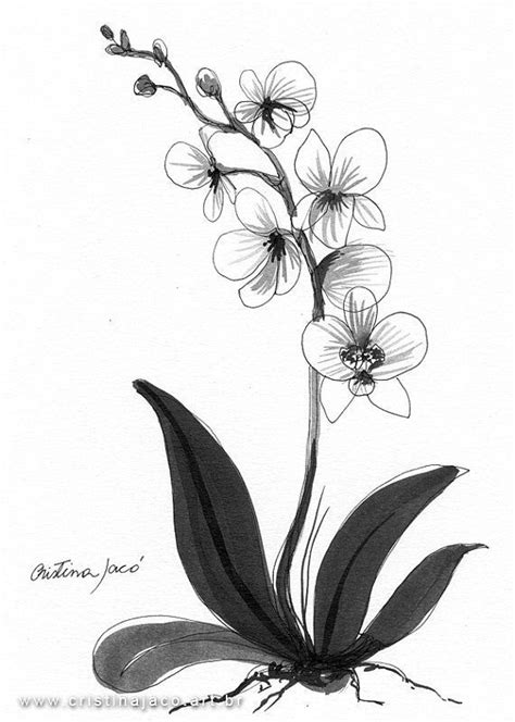 Pin on vitrofusion | Orchid drawing, Flower drawing, Flower sketches